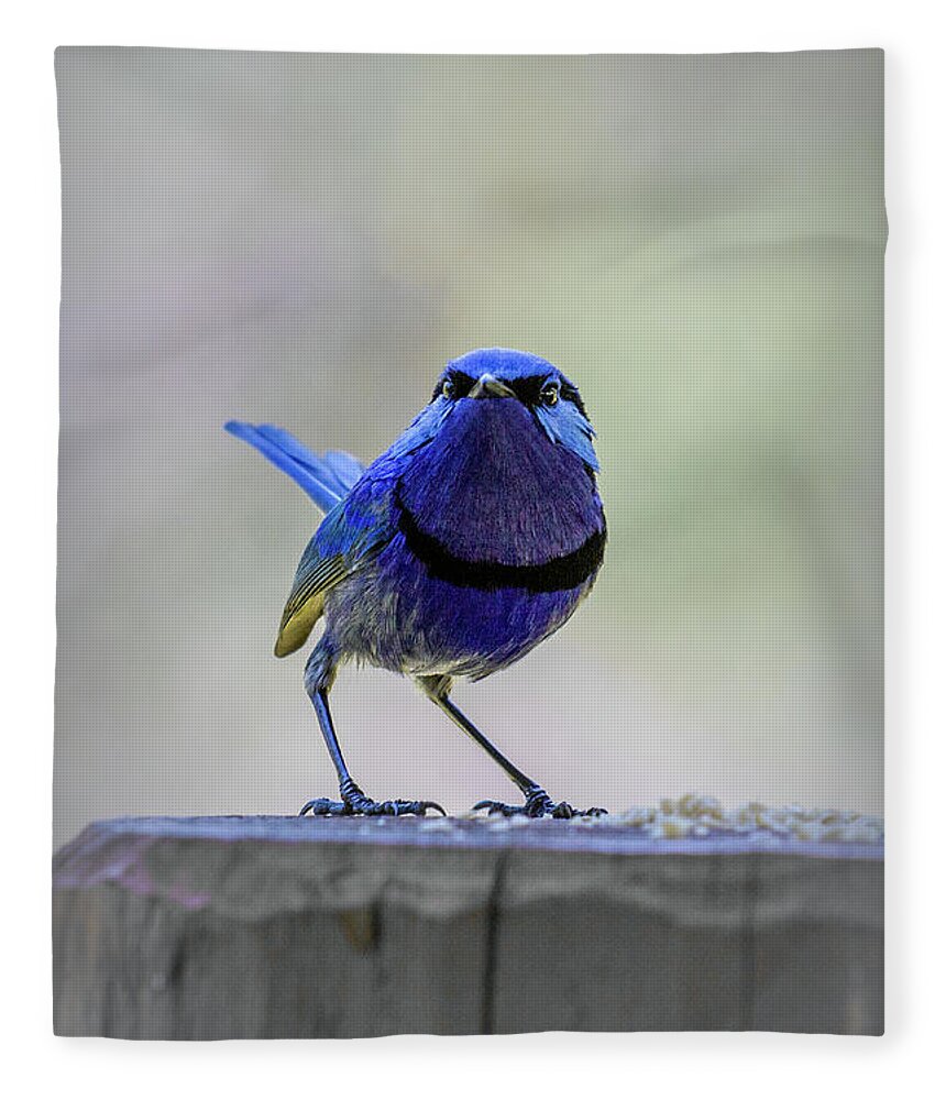 Bird Fleece Blanket featuring the photograph Fairy Wren with Attitude by Elaine Teague