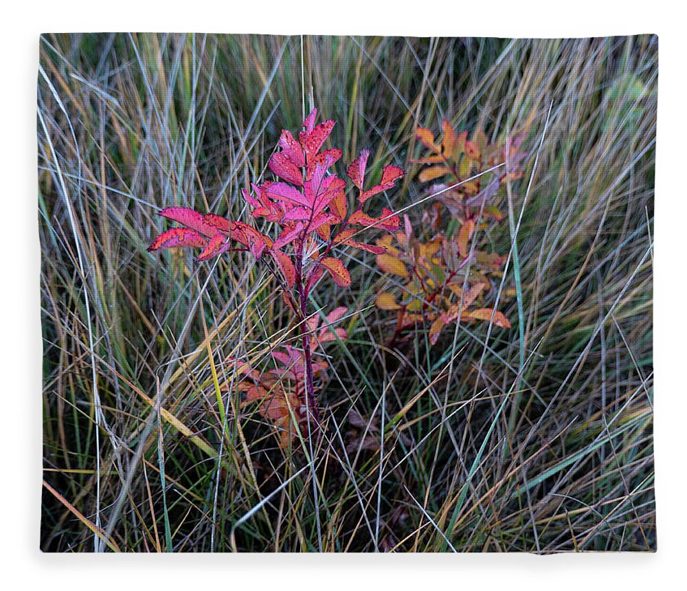 Wild Rose Fleece Blanket featuring the photograph Fall Wild Rose Plant On The Prairie by Karen Rispin