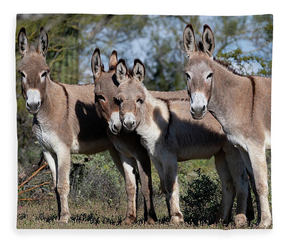 Wild Burros Fleece Blanket featuring the photograph Family by Mary Hone