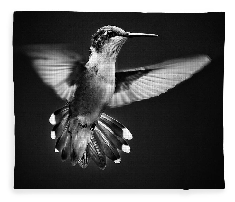 Hummingbird Fleece Blanket featuring the photograph Fantail Hummingbird by Christina Rollo