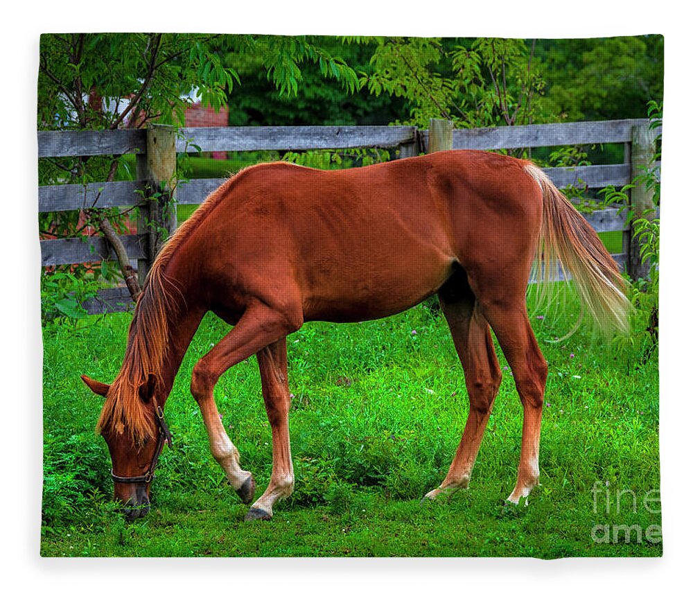 Horse Fleece Blanket featuring the photograph Farm horse in Northeast Tennessee by Shelia Hunt