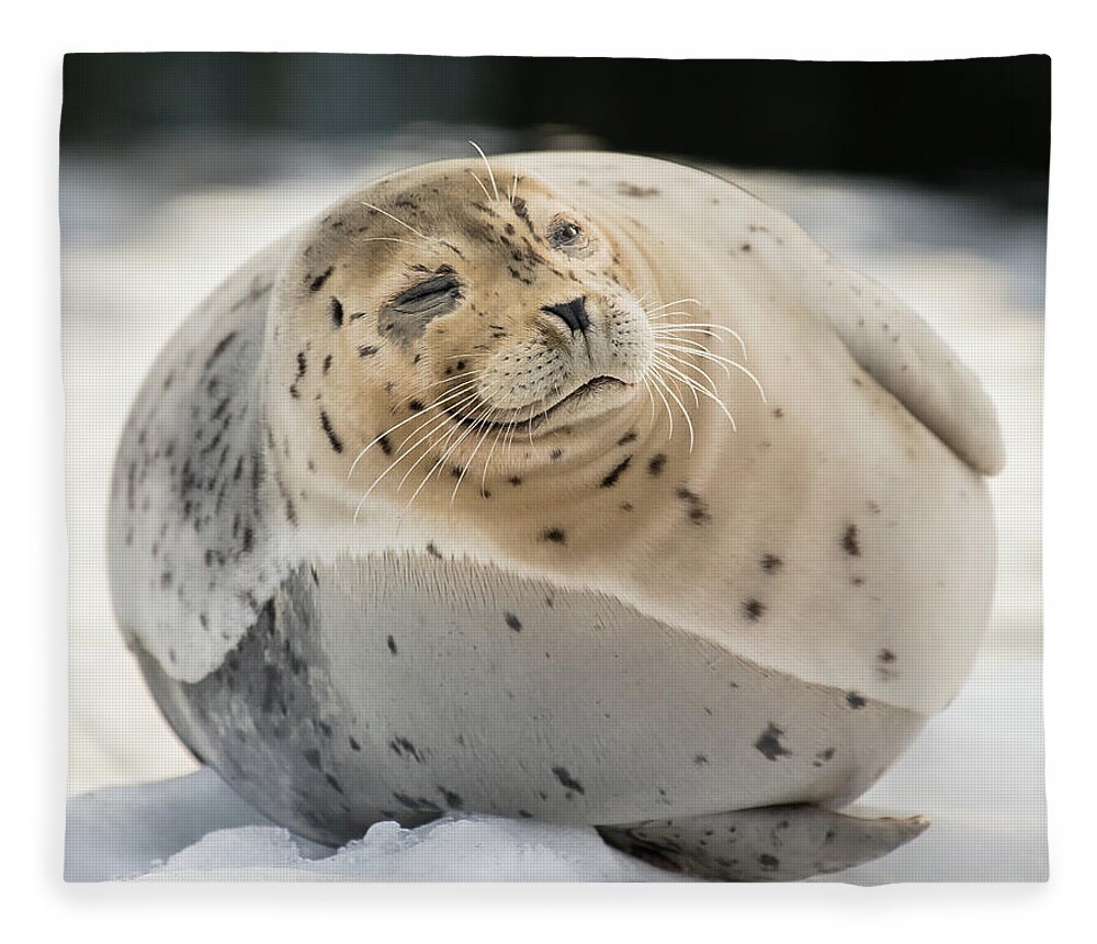 Seal Fleece Blanket featuring the photograph Fat And Happy by David Kirby