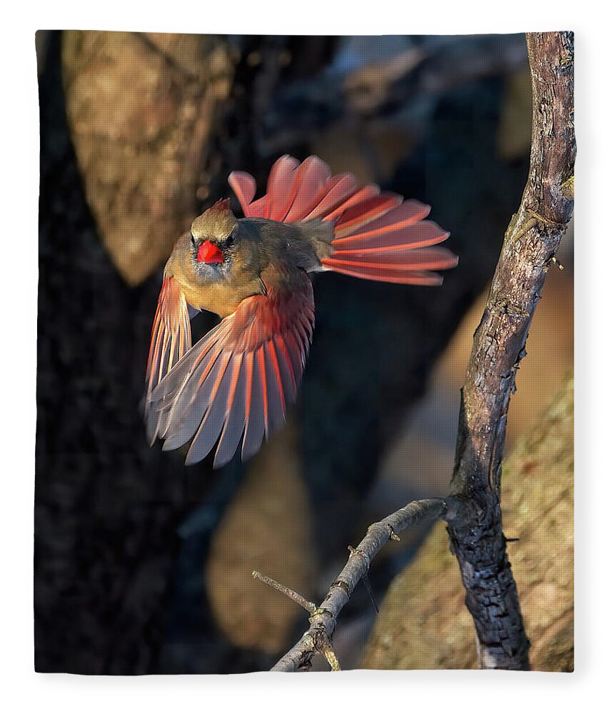 Cardinal Fleece Blanket featuring the photograph Crimson Flight by Flinn Hackett