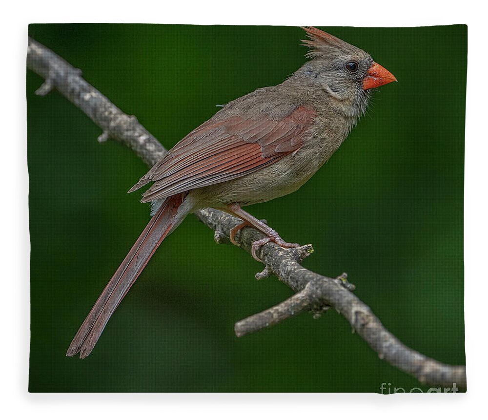 Female Cardinal Fleece Blanket featuring the photograph Female Northern Cardinal in the Wild by Sandra Rust