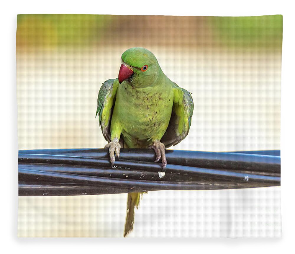 Rose ringed parakeet in romantic mood | Birds | Animals | Pixoto