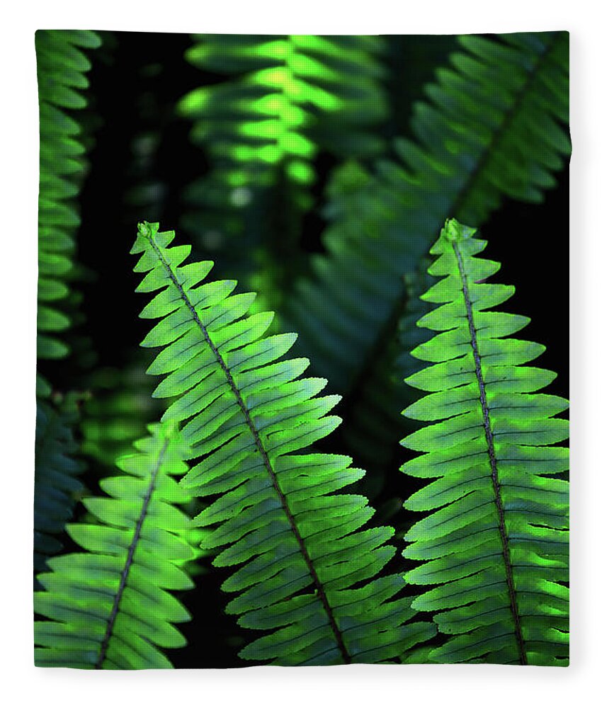 Botanical Fleece Blanket featuring the photograph Ferns by Becqi Sherman