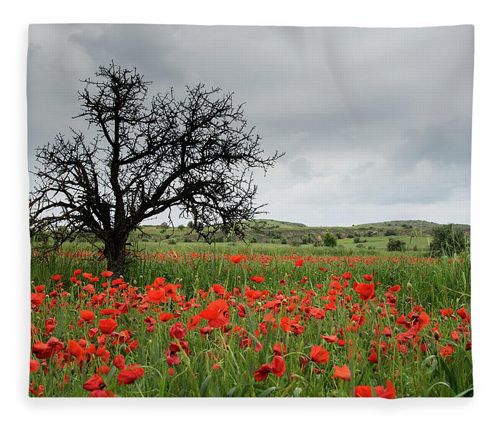 Poppy Anemone Fleece Blanket featuring the photograph Field full of red beautiful poppy anemone flowers and a lonely dry tree. Spring time, spring landscape Cyprus. by Michalakis Ppalis