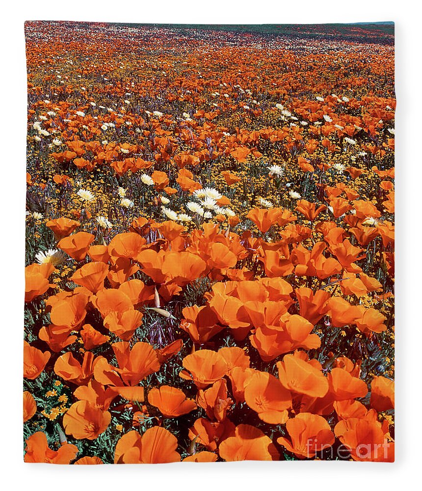 Dave Welling Fleece Blanket featuring the photograph Field Of California Poppies Desert Dandelions California by Dave Welling