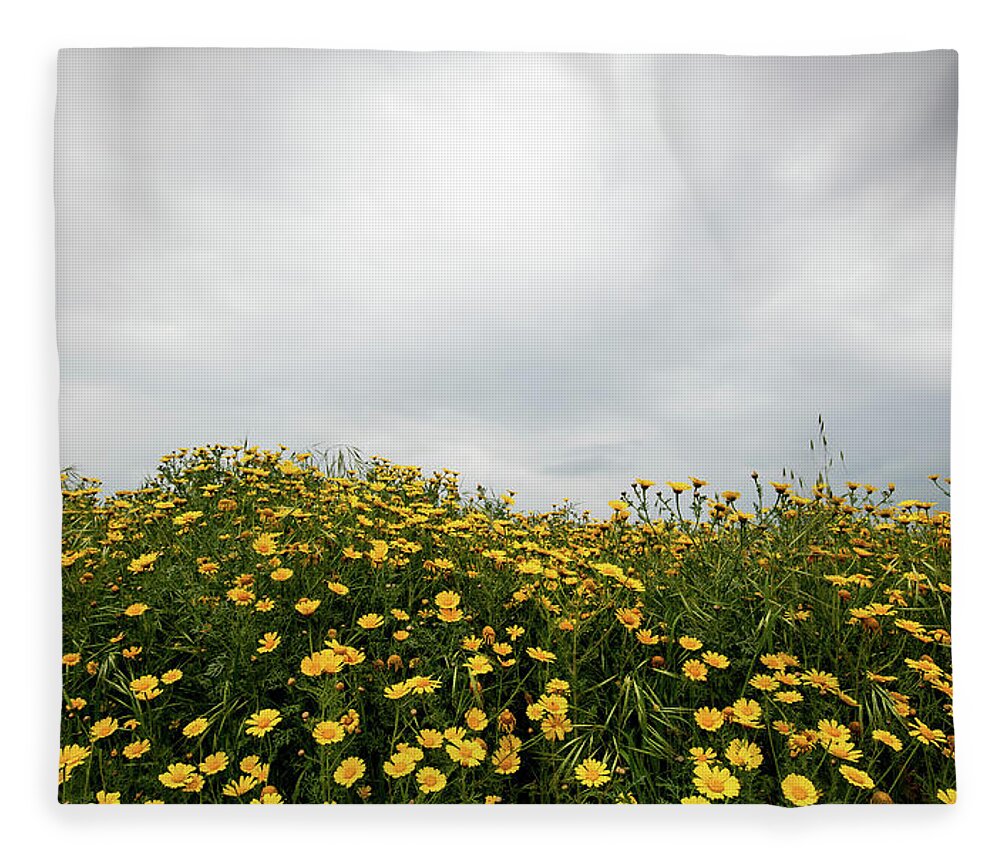 Spring Fleece Blanket featuring the photograph Field with yellow marguerite daisy blooming flowers against cloudy sky. Spring landscape nature background by Michalakis Ppalis