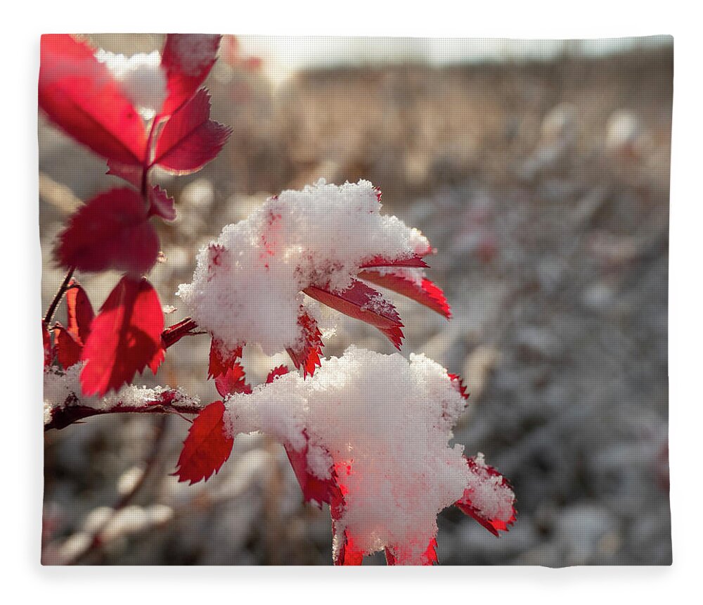 Red Fleece Blanket featuring the photograph First Snow On Wild Rose Leaves by Karen Rispin