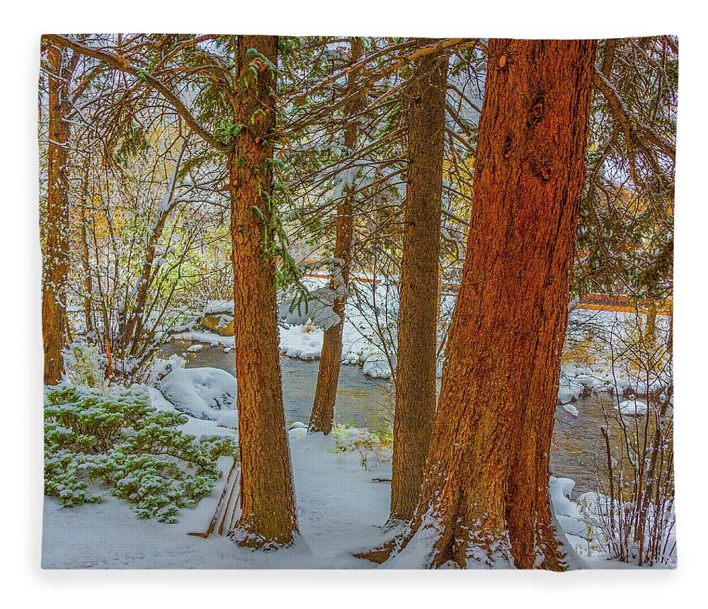 Calm Fleece Blanket featuring the photograph Pine Trees in Snow by Tom Potter