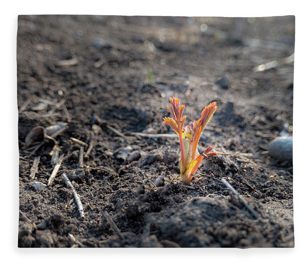 Spring Fleece Blanket featuring the photograph First Sprouts In Spring by Karen Rispin