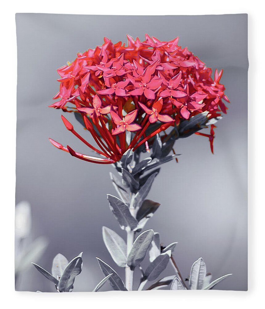 Ixora Coccinea Is A Species Of Flowering Plant In The Family Rubiaceae Fleece Blanket featuring the photograph Flame of the Woods 1 by Gian Smith