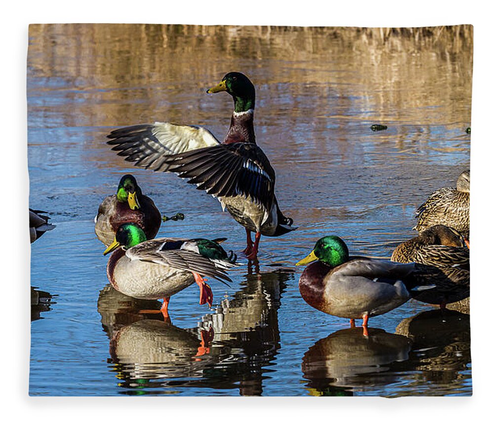 Birds Fleece Blanket featuring the photograph Flaping Our Wings - Mallard Ducks by Louis Dallara