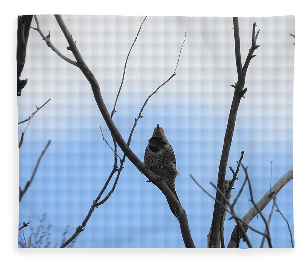 Northern Flicker Fleece Blanket featuring the photograph Flicker by Amanda R Wright