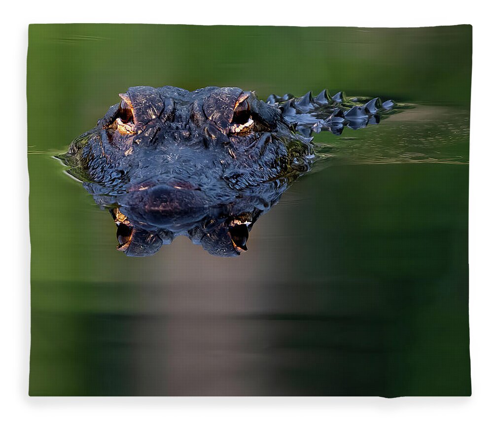 Aligator Fleece Blanket featuring the photograph Florida Gator 5 by Larry Marshall