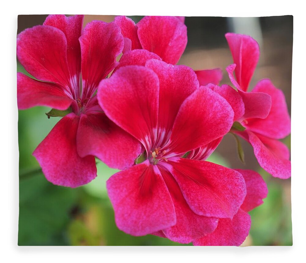 Red Fleece Blanket featuring the photograph Flower in bloom 6 by C Winslow Shafer