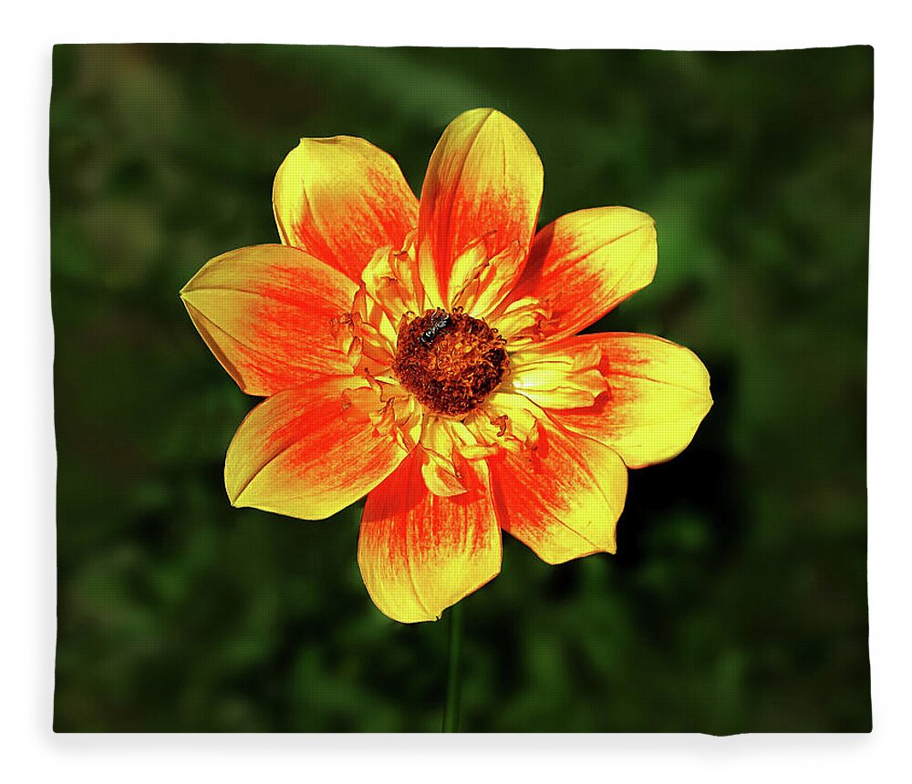 Photography Fleece Blanket featuring the mixed media Flowers Photography-29 by Art By Lakshmi