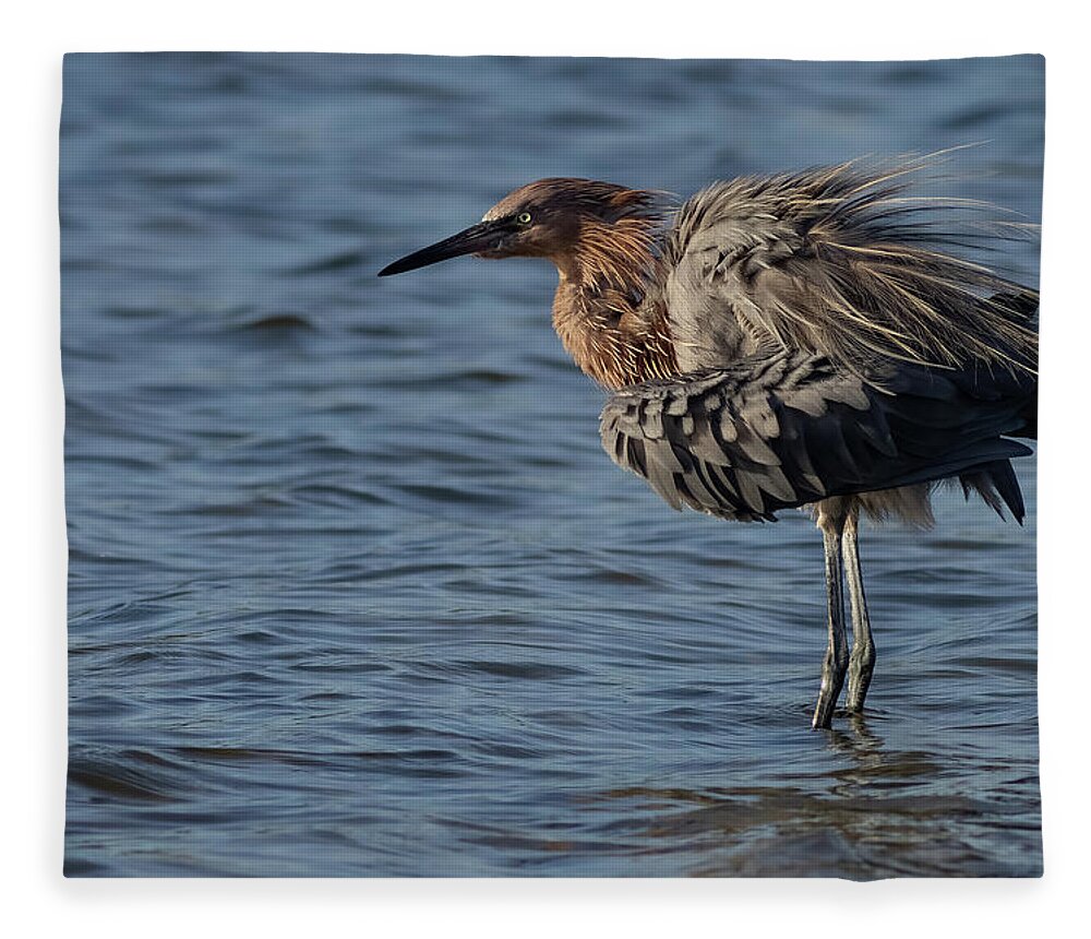 Reddish Egret Fleece Blanket featuring the photograph Fluffing by RD Allen
