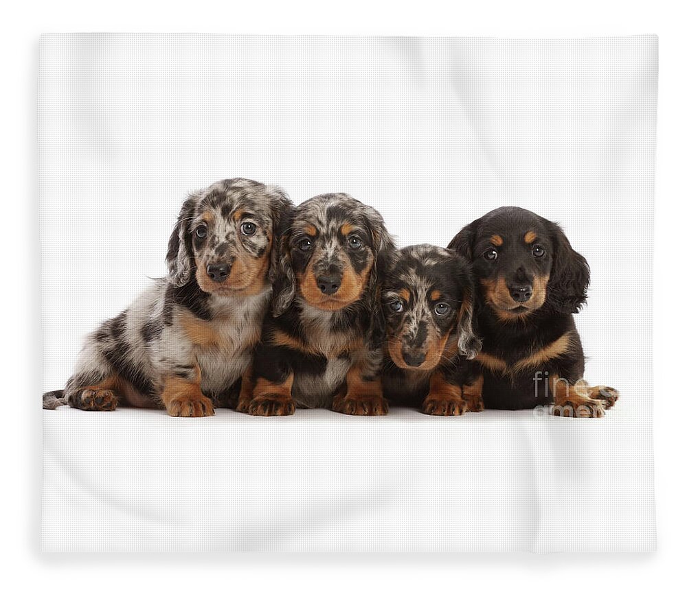 Four long-haired Dachshund puppies Fleece Blanket by Warren Photographic -  Pixels