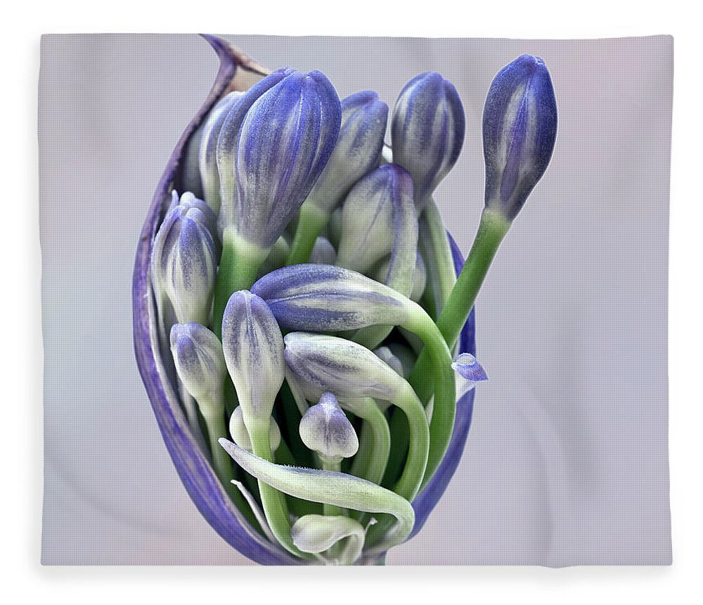 Freedom Togetherness Agapanthus Pod Opening Buds Together Flowering Tight Happy Joy Many Beautiful Delightful Head Tender Delicate Close Up Macro Home House Arising Beauty Gentle Blue Green Fairy Tale Inspirational Symphony Musical Painterly Watercolor Impressions Pastel Charming Pleasing Attractive Harmony Elegance Calm Flowers Soft Micro Colorful Pretty Poetic Romantic Harmonious Sweet Sentimental Emotional Elegant Magical Idyllic Associative Nice Silky Creative Contemporary Smart Caring Fab Fleece Blanket featuring the photograph Freedom And Togetherness - Agapanthus Pod Is Opening To Give The Buds Freedom by Tatiana Bogracheva