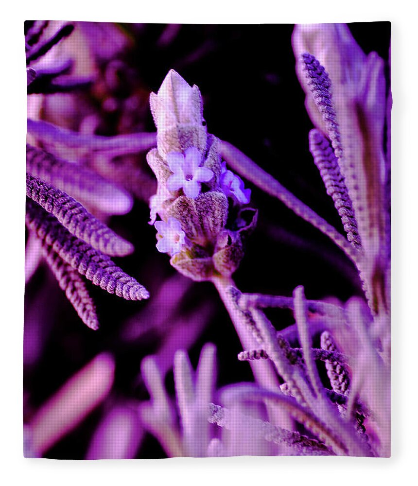 Plants Fleece Blanket featuring the photograph French Lavender by Jessy Chaidez