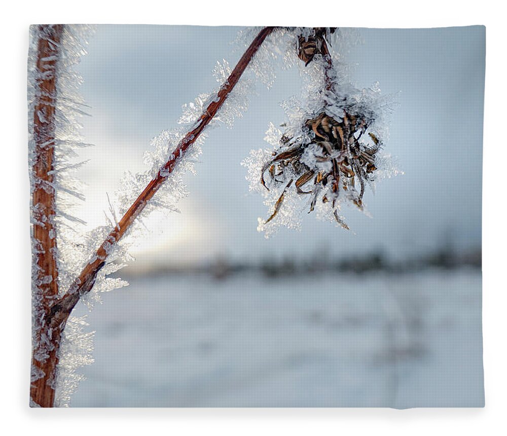 Frost Fleece Blanket featuring the photograph Frost On A Winter Annual by Karen Rispin
