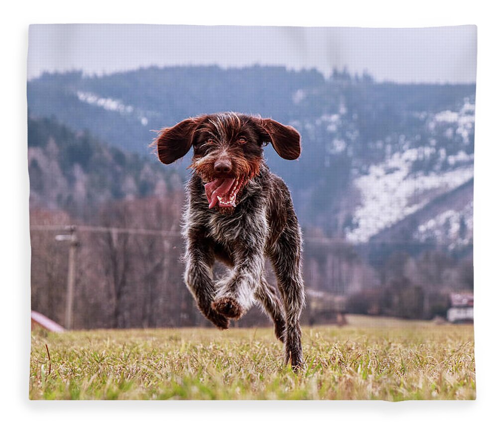 Bohemian Wire Fleece Blanket featuring the photograph Fun face. Hound- Bohemian Wire Haired Pointing Griffon by Vaclav Sonnek