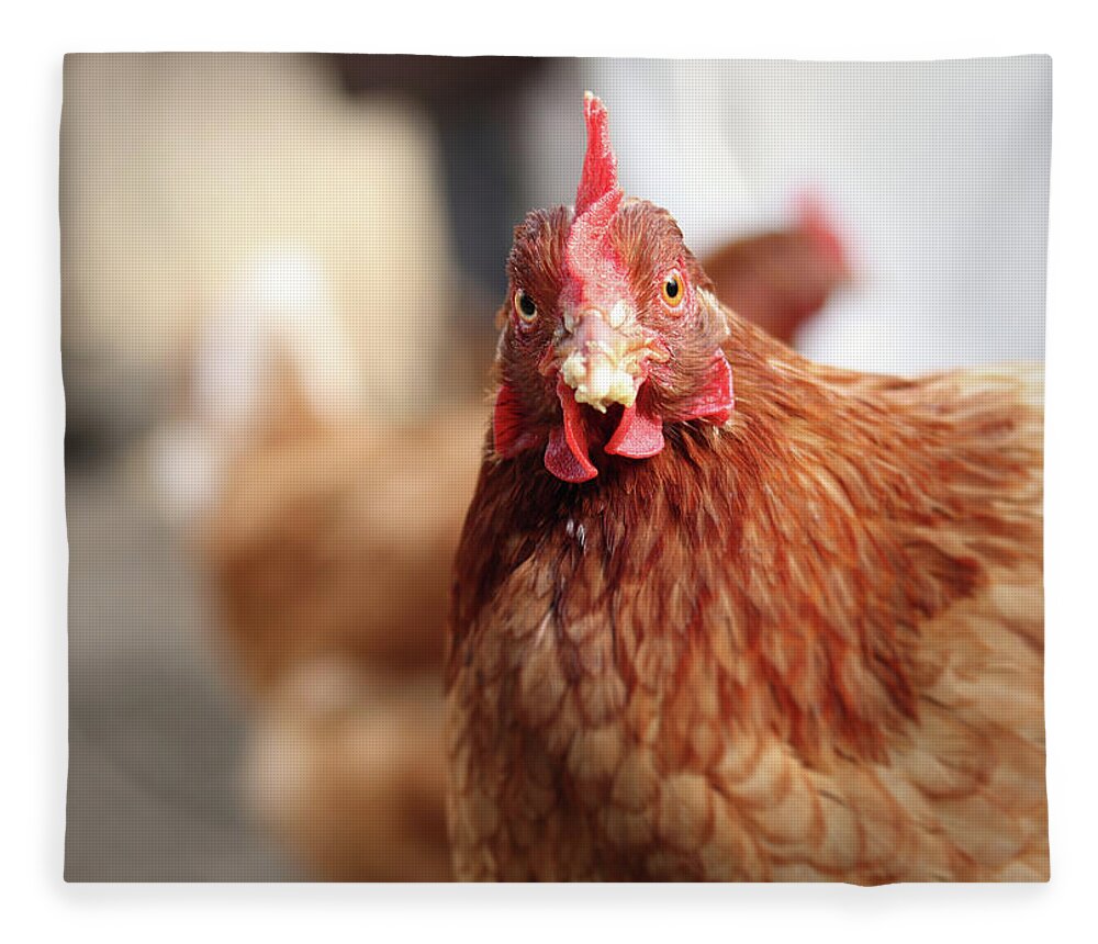Salute Fleece Blanket featuring the photograph Funny expression of domestic hen on the garden by Vaclav Sonnek