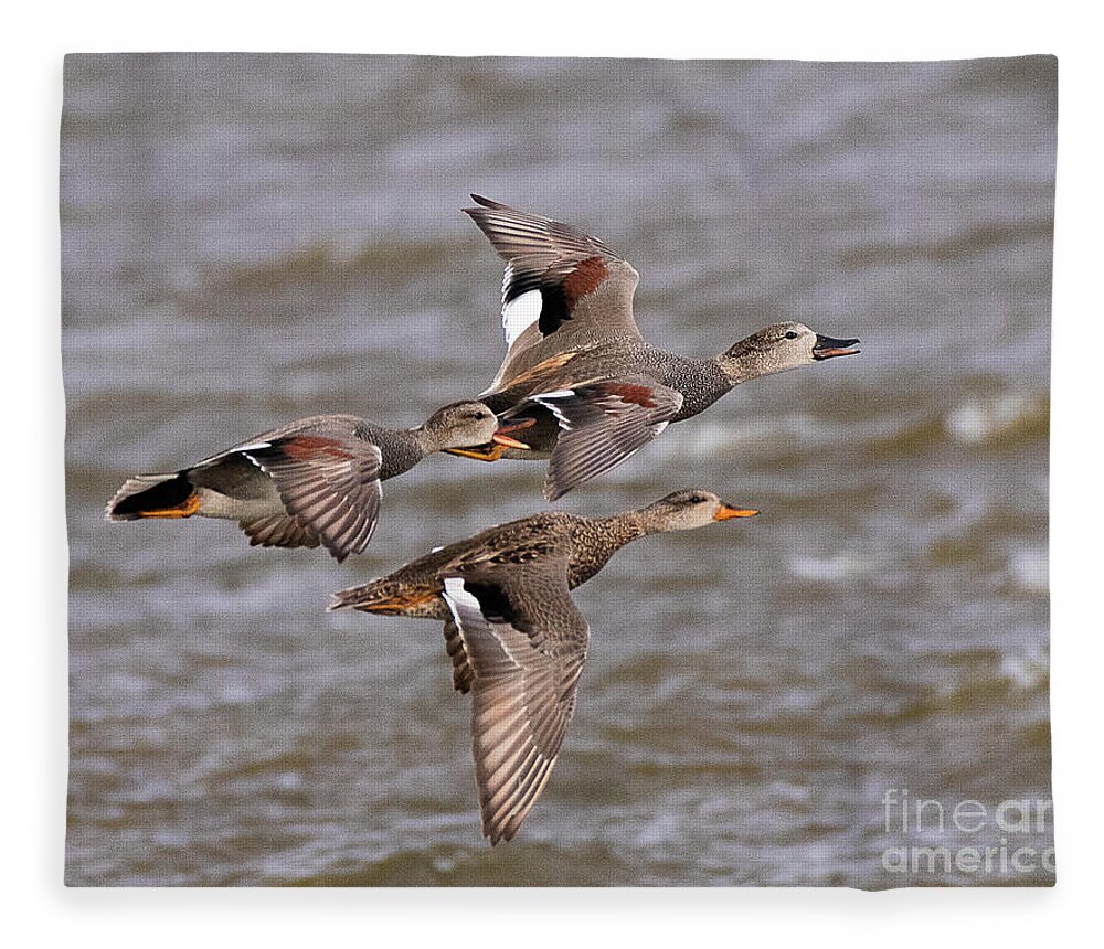 Duck Fleece Blanket featuring the photograph Gadwall Ducks on the Wing by Dennis Hammer