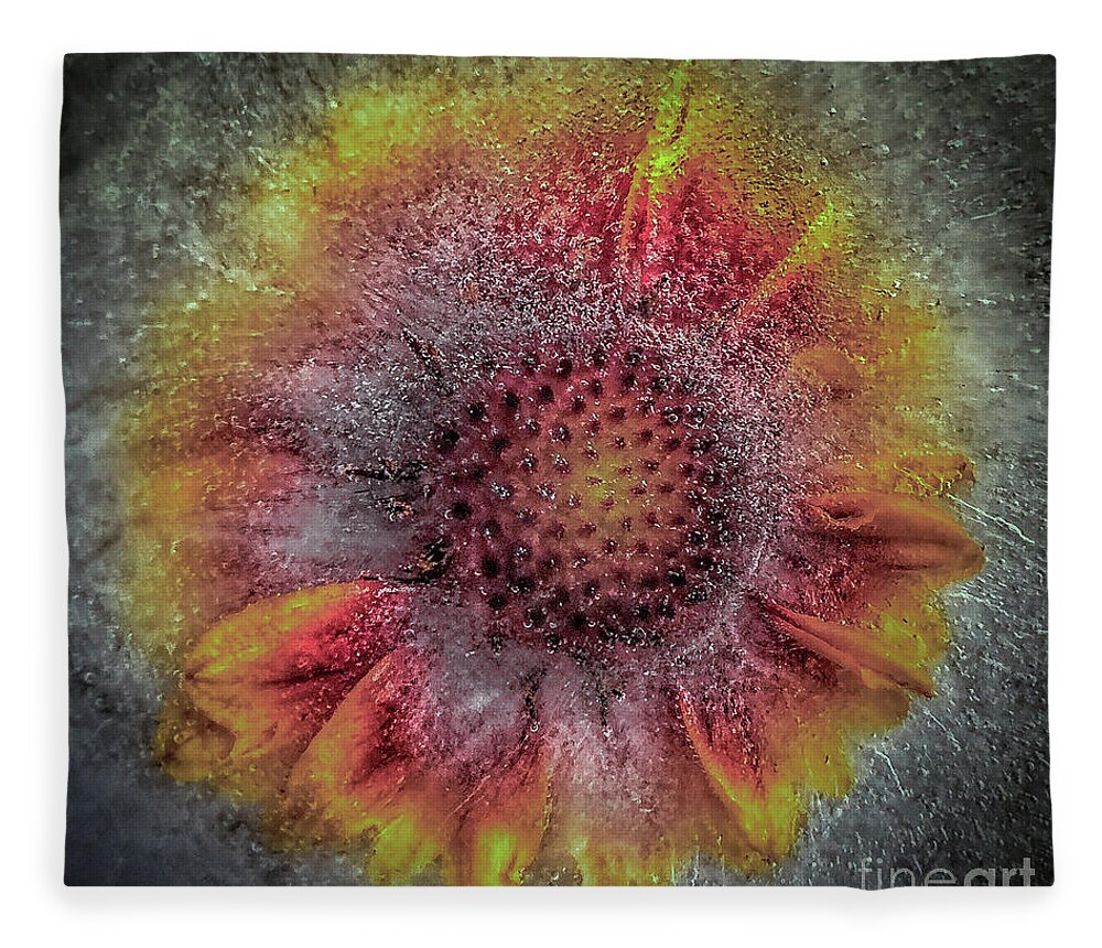 Nature Fleece Blanket featuring the photograph Gaillardia frozen by Barry Bohn