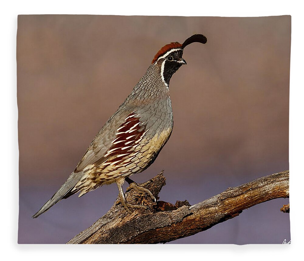 Animal Fleece Blanket featuring the photograph Gambel's Quail Perched on a Branch by Jeff Goulden