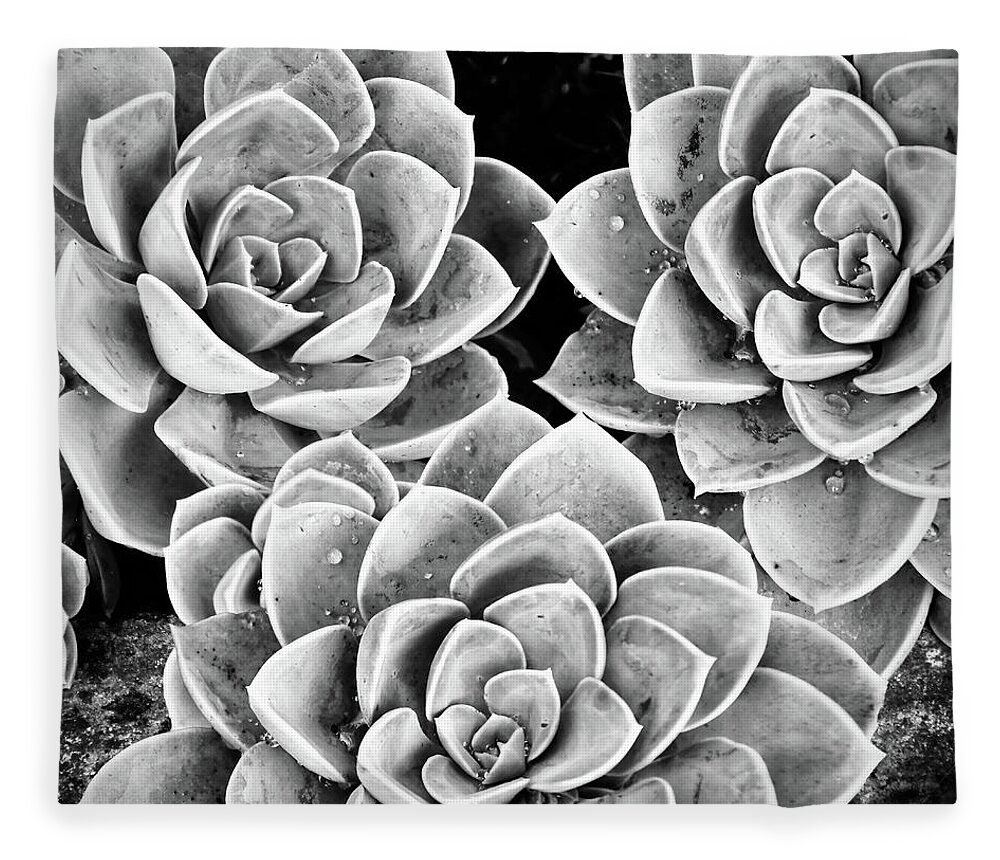 Black Fleece Blanket featuring the photograph Garden Succulent Botanicals IV Black and White by Debra and Dave Vanderlaan