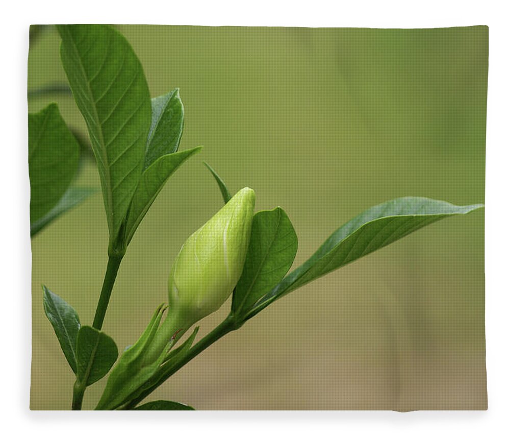  Fleece Blanket featuring the photograph Gardenia Bud by Heather E Harman