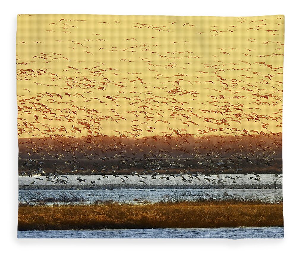 Geese Fleece Blanket featuring the photograph Geese in Golden Light by Rod Seel