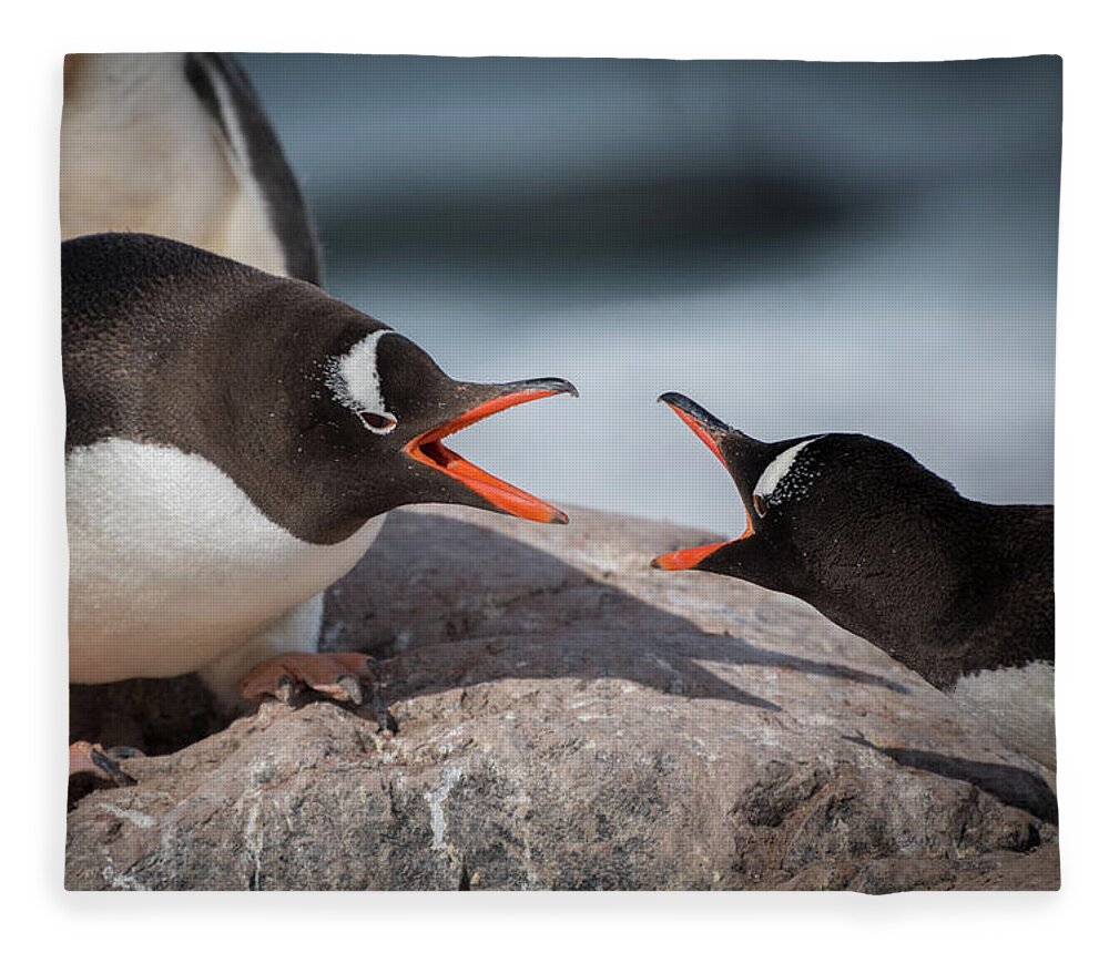 Penguin Fleece Blanket featuring the photograph Gentoo Disagreement by Linda Villers