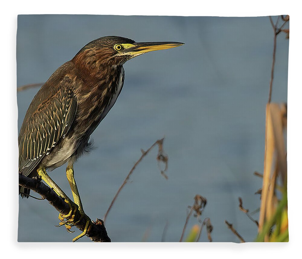 Green Heron Fleece Blanket featuring the photograph GH Perched 2 by RD Allen
