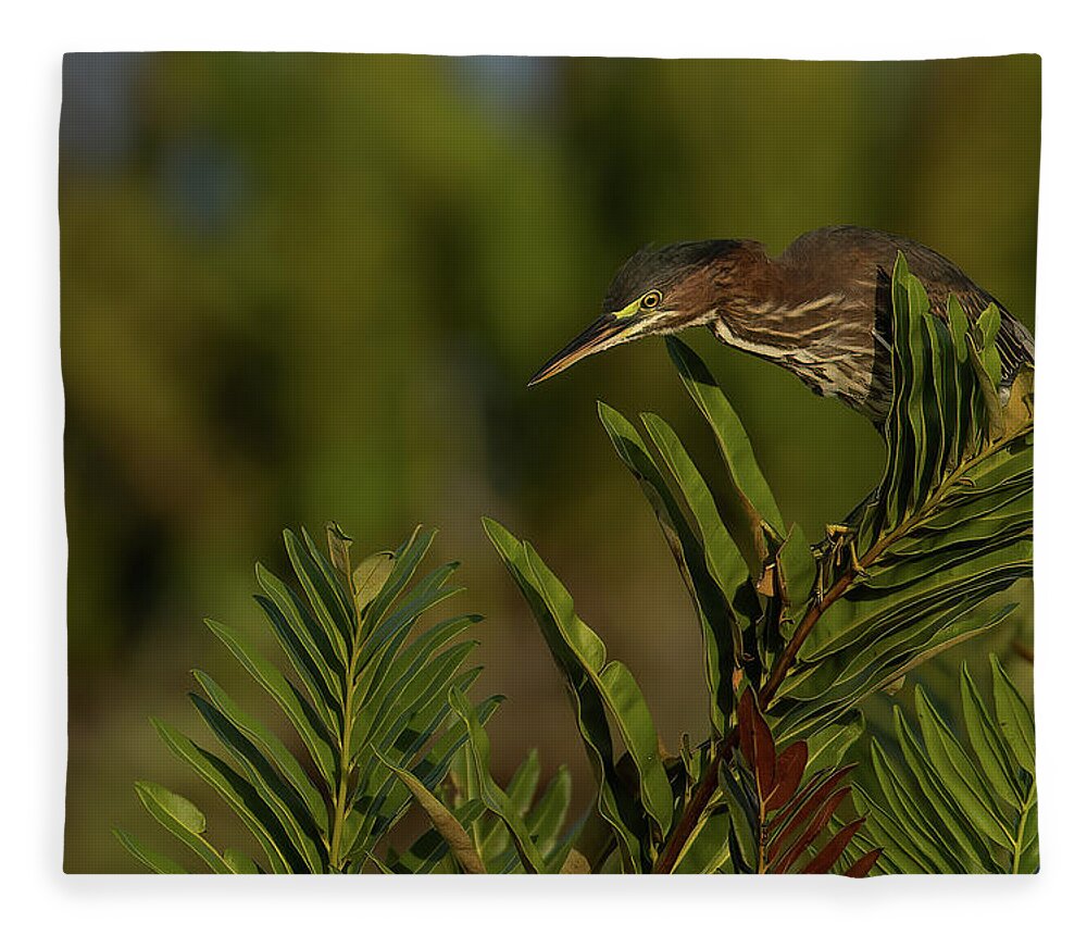 Green Heron Fleece Blanket featuring the photograph GH Perched Peering Down by RD Allen