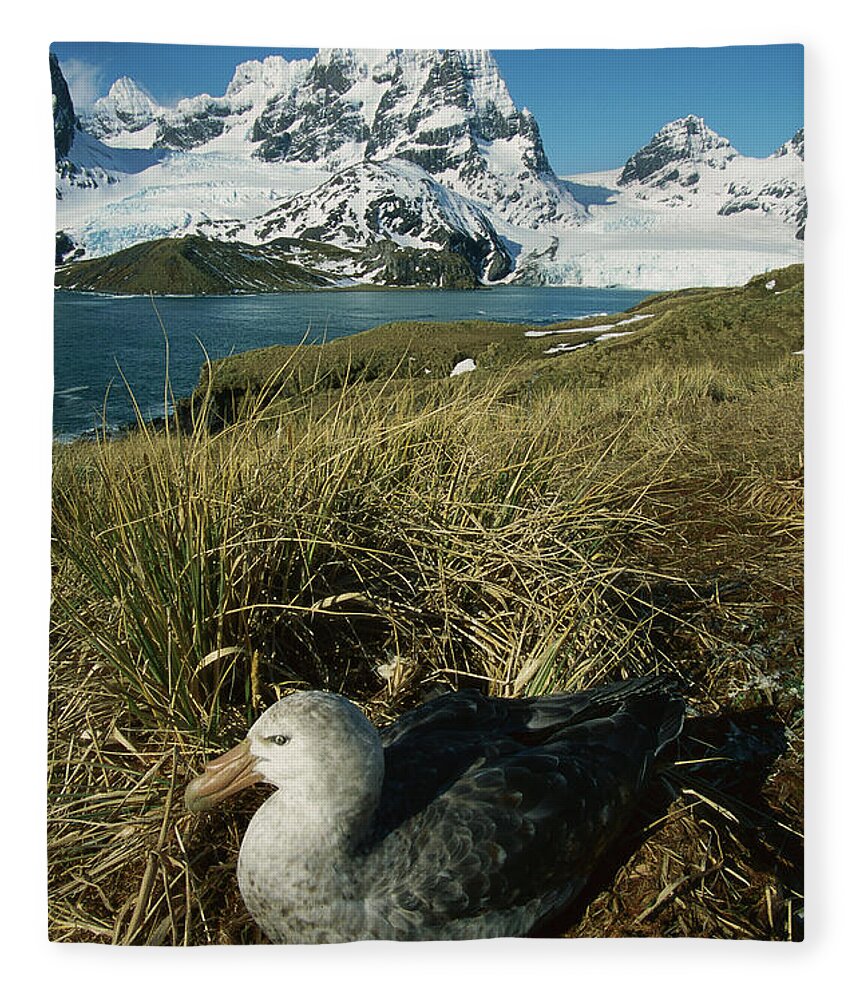 00260858 Fleece Blanket featuring the photograph Giant Petrel and Mt Cunningham by Grant Dixon