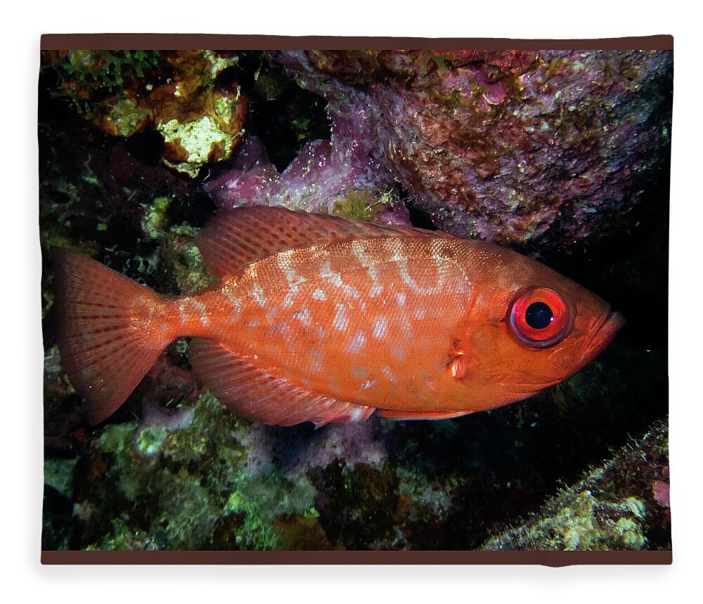Snapper Fleece Blanket featuring the photograph Glasseye Snapper by Brian Weber