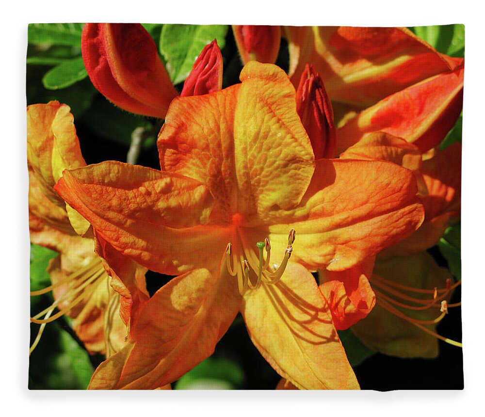 Flora Fleece Blanket featuring the photograph Glorious day lilies by Segura Shaw Photography