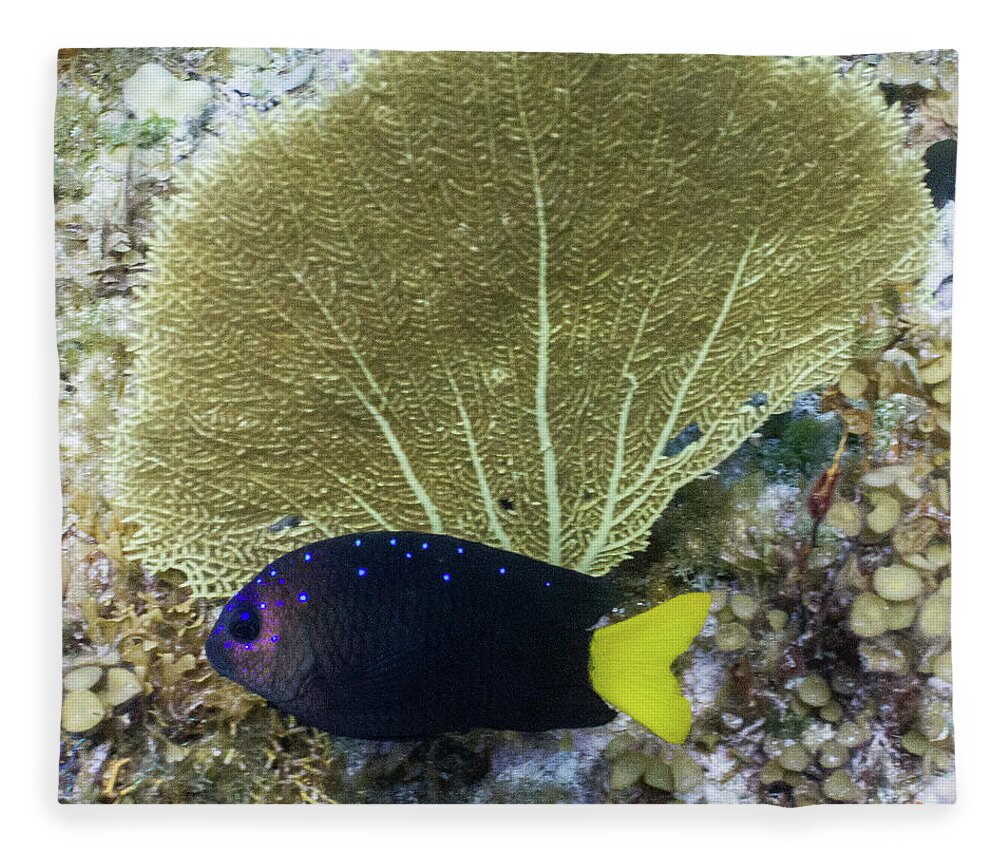 Animals Fleece Blanket featuring the photograph Go Gorgonian by Lynne Browne