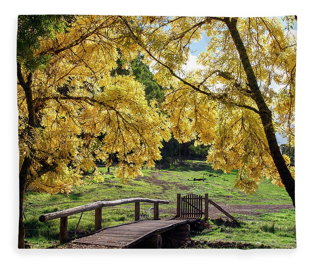 Trees Fleece Blanket featuring the photograph Golden Ash Trees #3 by Elaine Teague