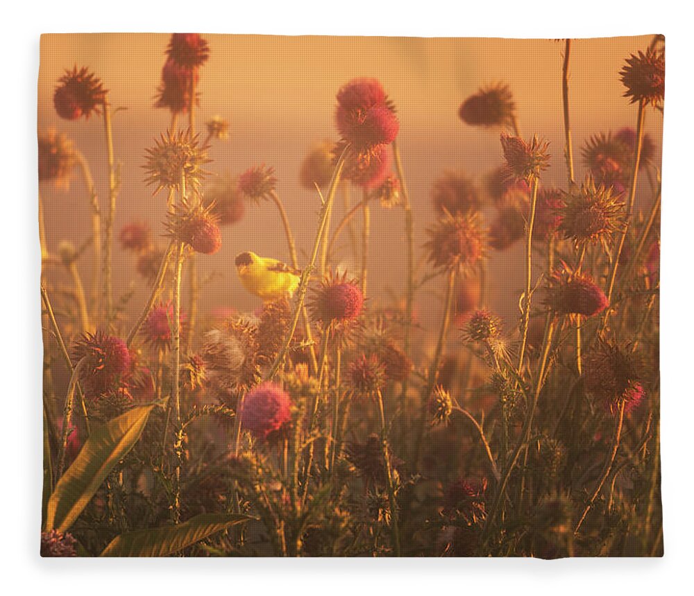Gold Fleece Blanket featuring the photograph Golden Finch in the Golden Light by Jason Fink