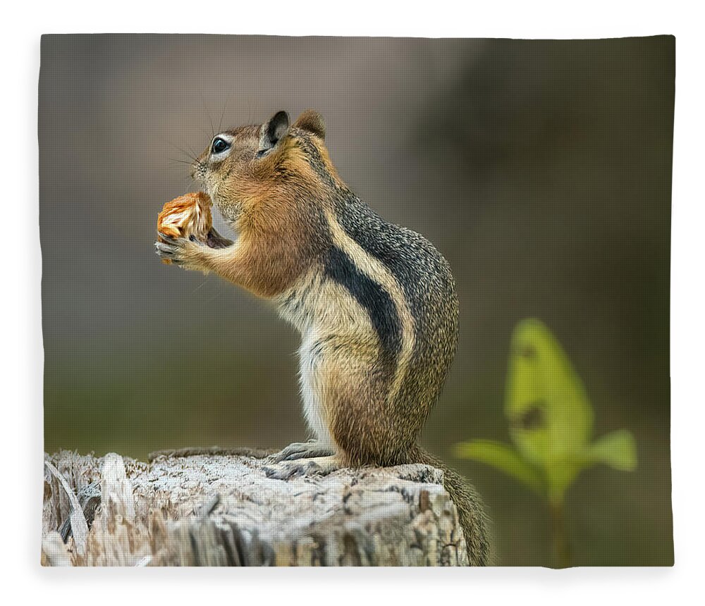 Golden-mantled Ground Squirrel Fleece Blanket featuring the photograph Golden-Mantled Ground Squirrel by Debra Martz