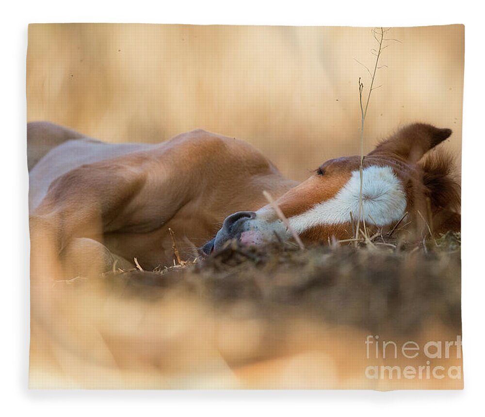 Cute Foal Fleece Blanket featuring the photograph Golden Nap by Shannon Hastings