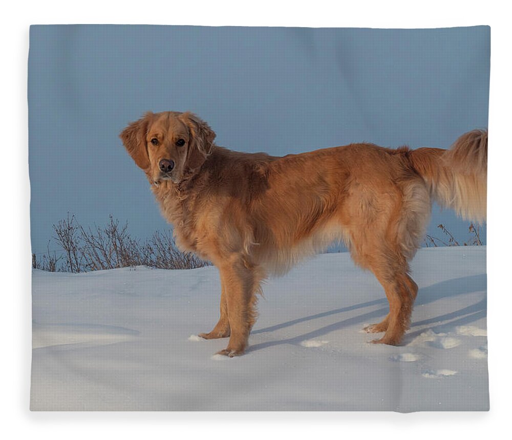 Golden Retriever Fleece Blanket featuring the photograph Golden Retriever On A Winter Day by Phil And Karen Rispin