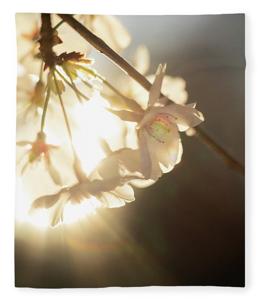 Cherry Blossom Fleece Blanket featuring the photograph Golden Spring Blossoms by Rachel Morrison