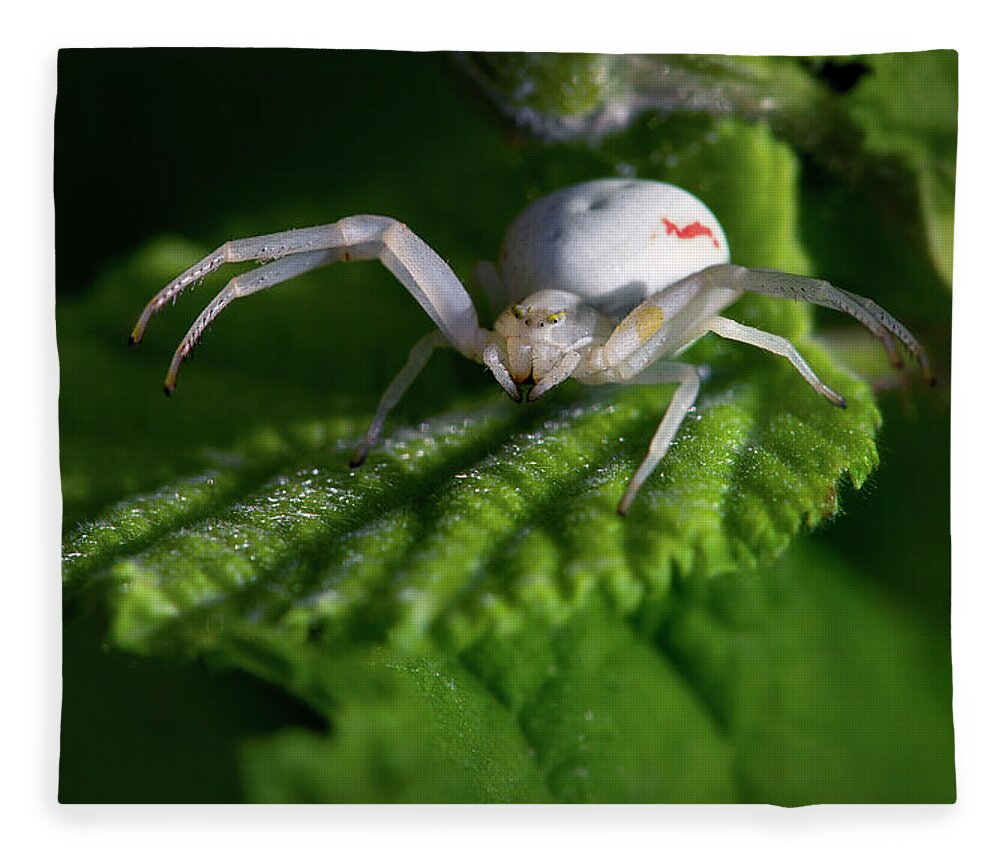 Spider Fleece Blanket featuring the photograph Goldenrod crab spider by Olivier Parent