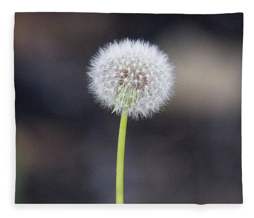 Flower Fleece Blanket featuring the photograph Gone to seed by David Beechum